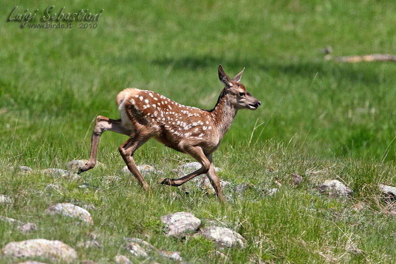 Cervo - Cervus elaphus - juv